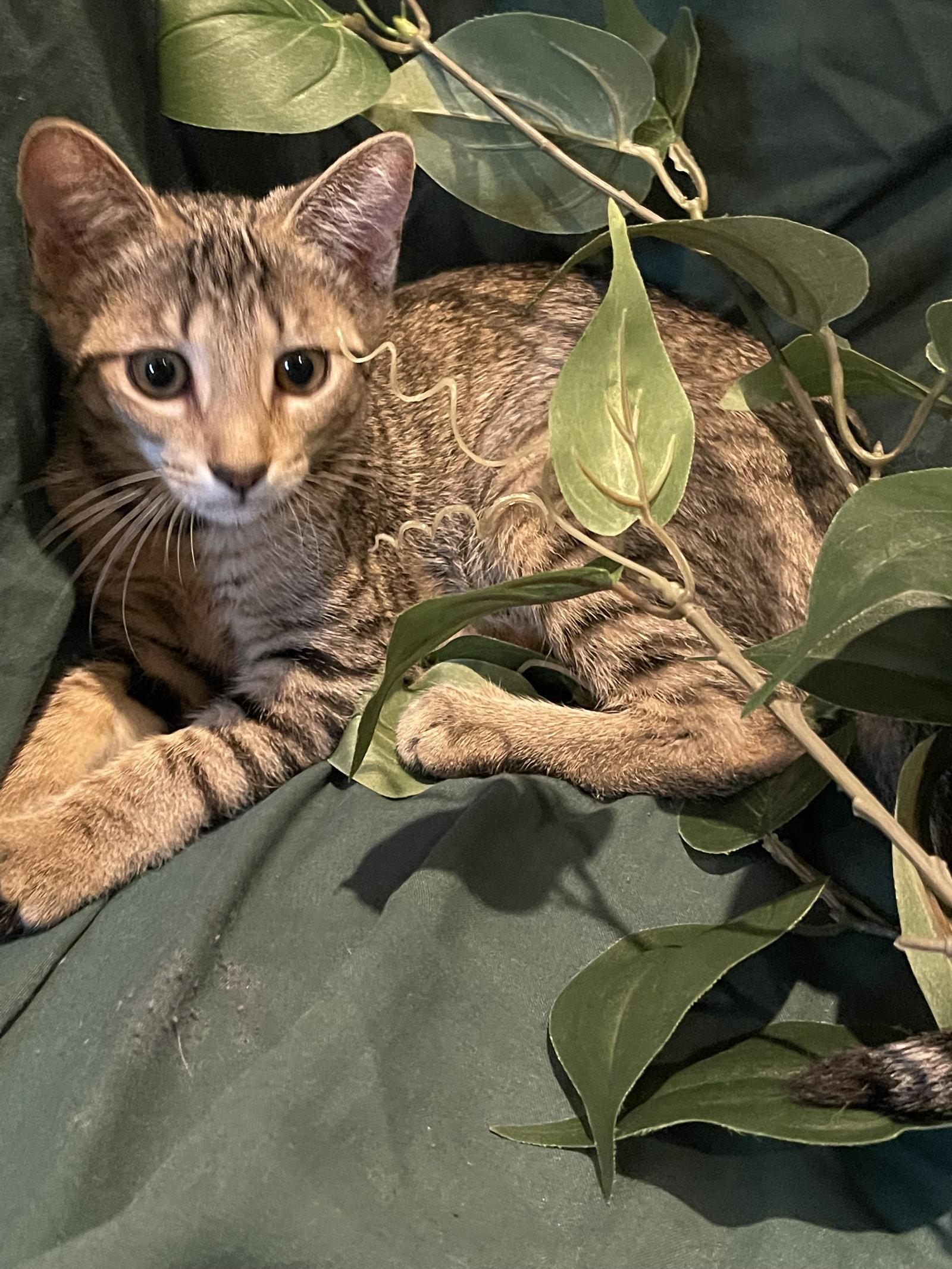 Cheeta, a Adoptable Tabby in Flint Hill, VA image 3/3