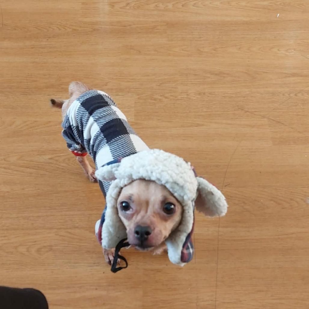 Enlarge Ina, a Adoptable Chihuahua in Jackson, MO image 2/2