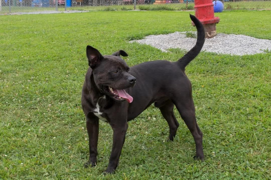 Whitt, Adoptable, Young Male American Staffordshire Terrier.