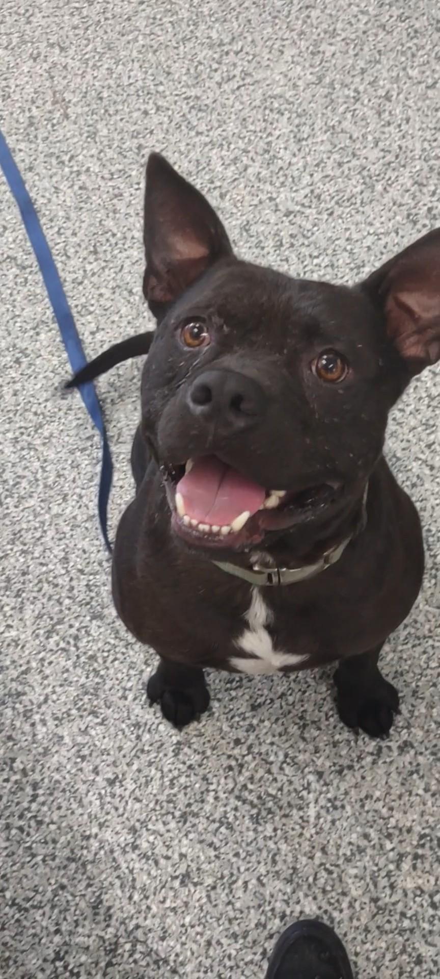 Whitt, Adoptable, Young Male American Staffordshire Terrier.