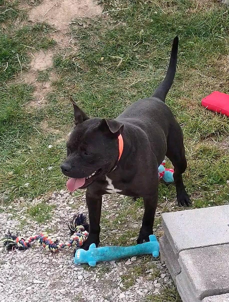 Enlarge Whitt, a Adoptable mixed breed in Clay City, KY image 4/4
