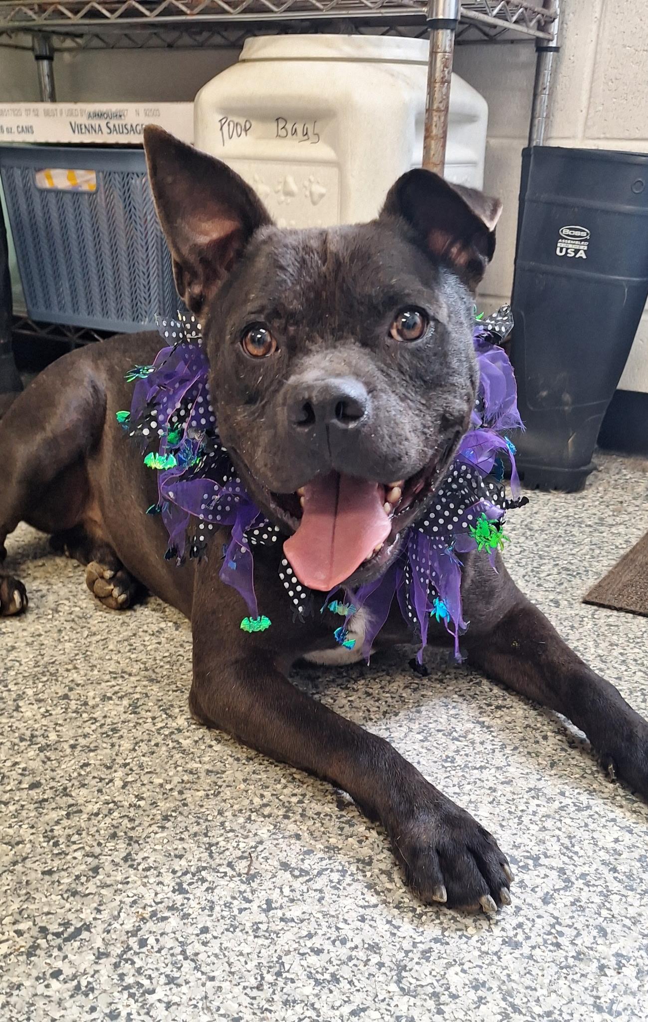 Enlarge Whitt, a Adoptable mixed breed in Clay City, KY image 1/4