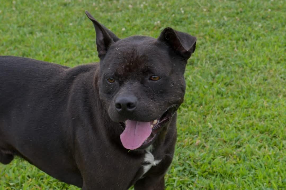 Enlarge Whitt, a Adoptable mixed breed in Clay City, KY image 3/3