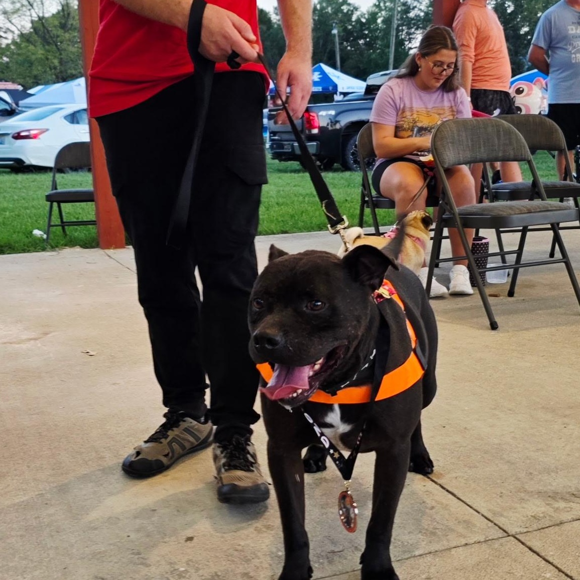 Enlarge Whitt, a Adopted mixed breed in Clay City, KY image 4/6