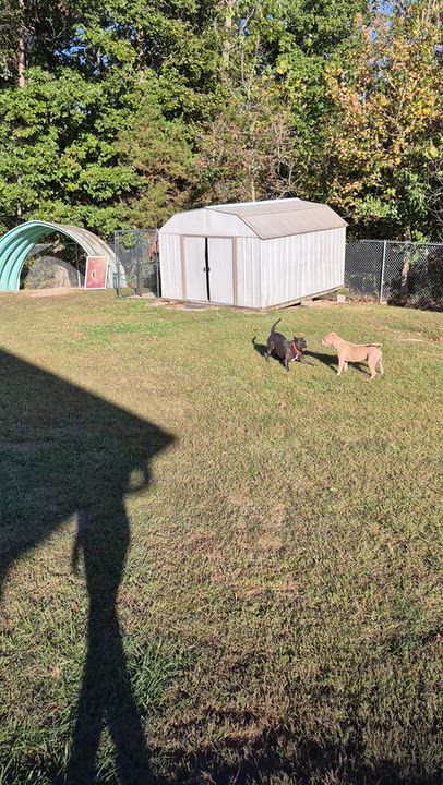 Enlarge Whitt, a Adopted mixed breed in Clay City, KY video 6/6