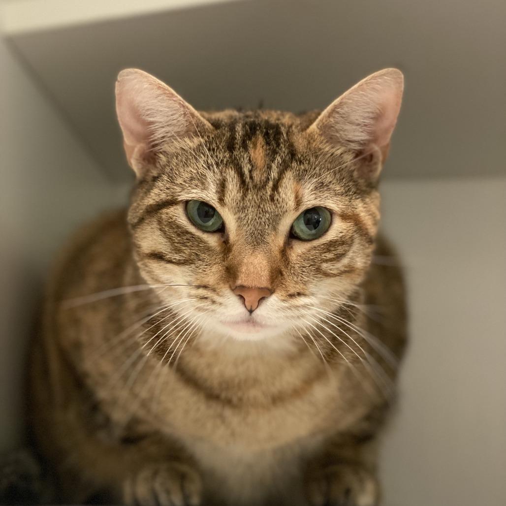 Sanderson, Adoptable, Adult Female Domestic Short Hair.