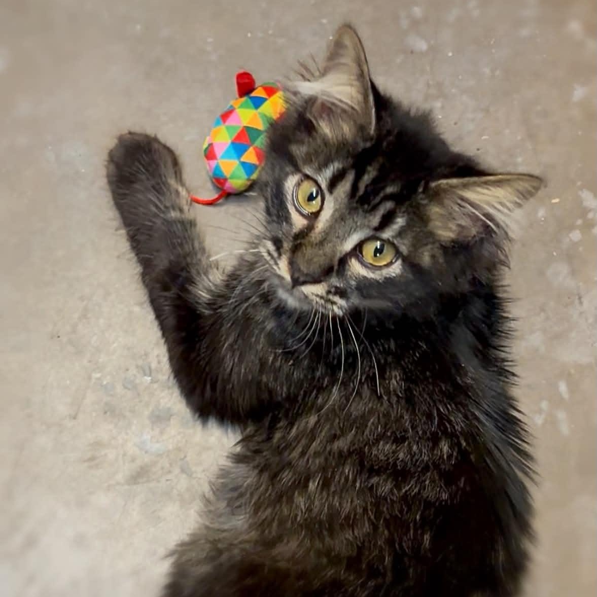 Enlarge Stuart, a Adopted Domestic Long Hair in St. George, UT image 1/1