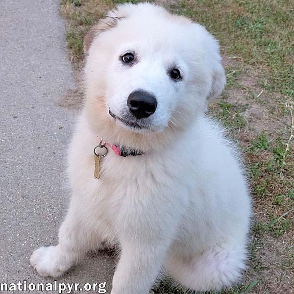 Mila in MI - A Playful & Sweet Spirit!, Baby Female Great Pyrenees