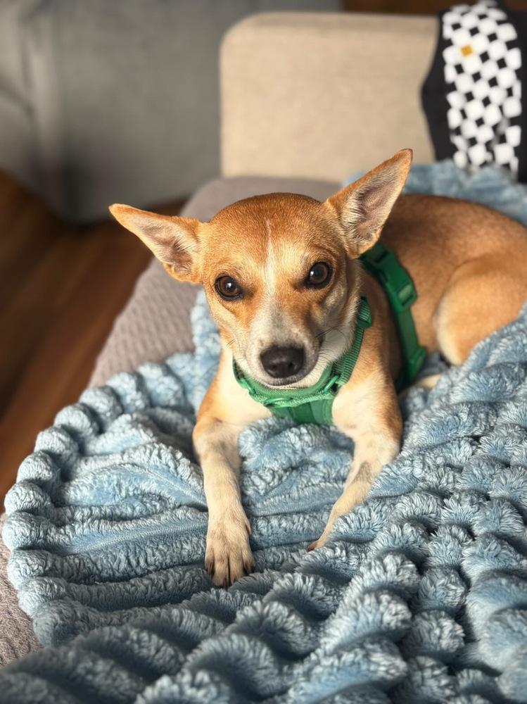 Amber, Adoptable, Adult Female Chihuahua & Mixed Breed.
