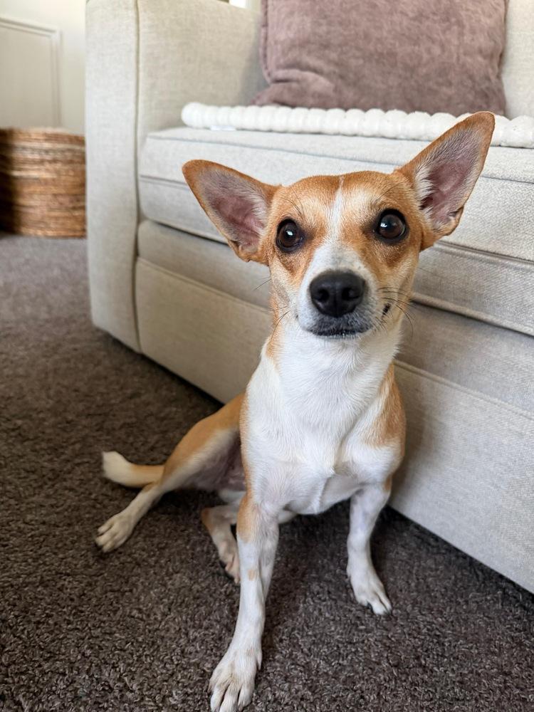 Amber, a Adoptable mixed breed in Valley Stream, NY image 3/6