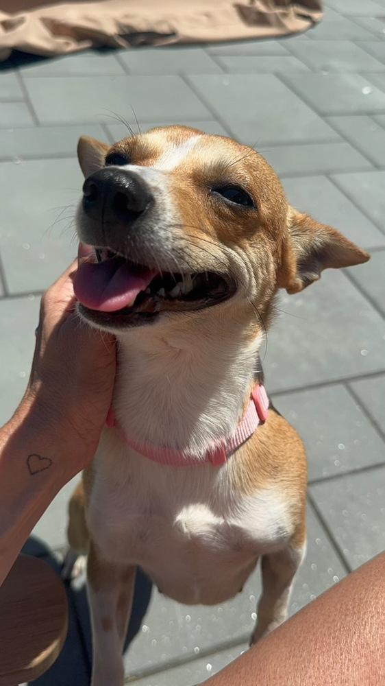 Amber, a Adoptable mixed breed in Valley Stream, NY image 6/6