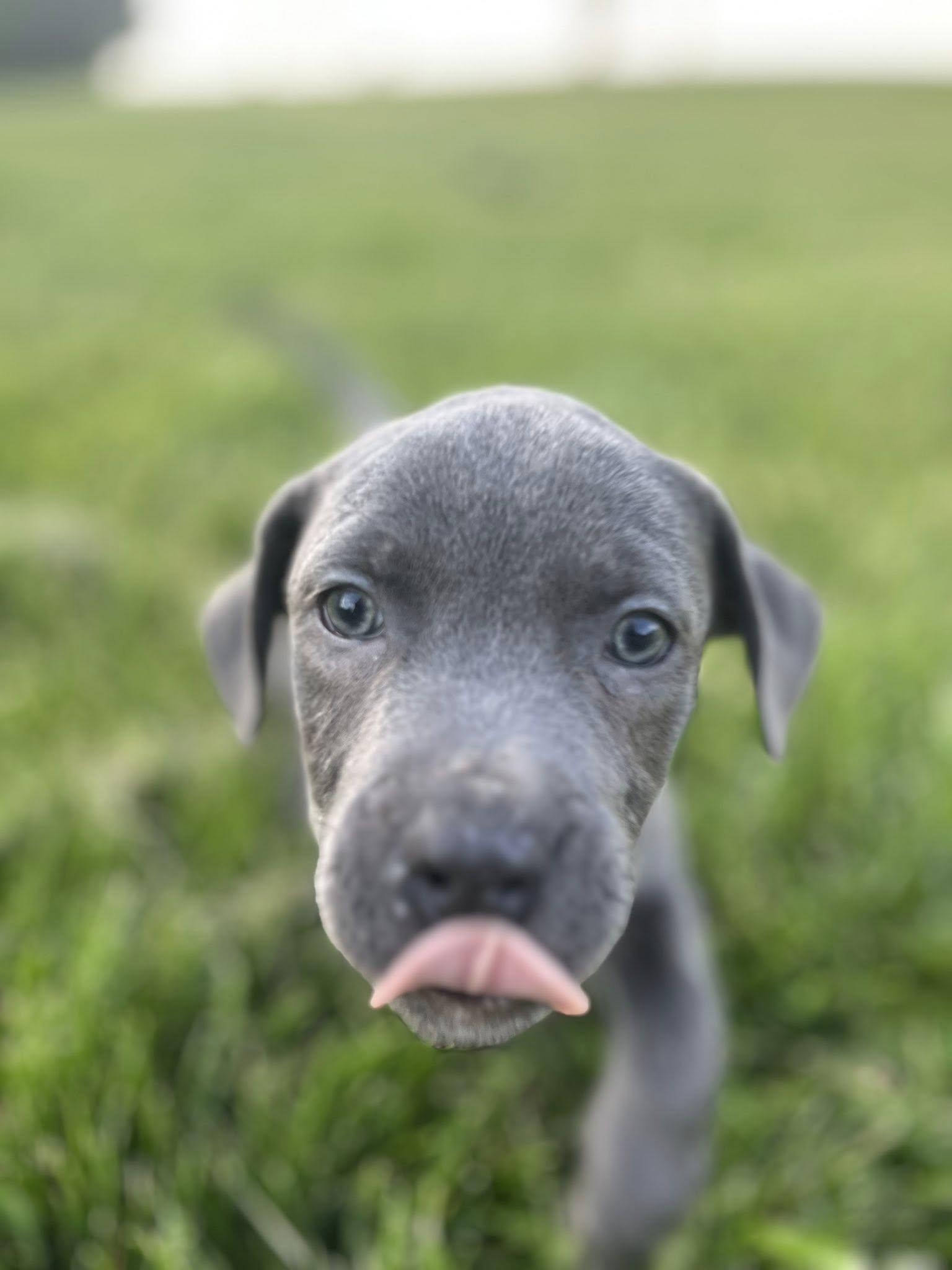 Enlarge Bank Shot, an adopted mixed breed in Jarrettsville, MD image 3/4