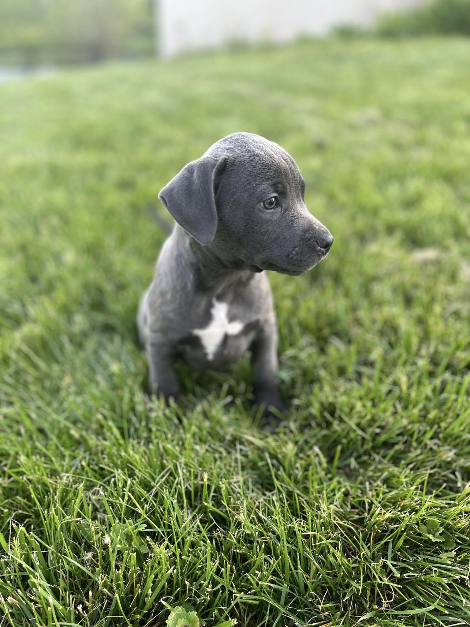 Bank Shot, adopted, Puppy Male Pit Bull Terrier.