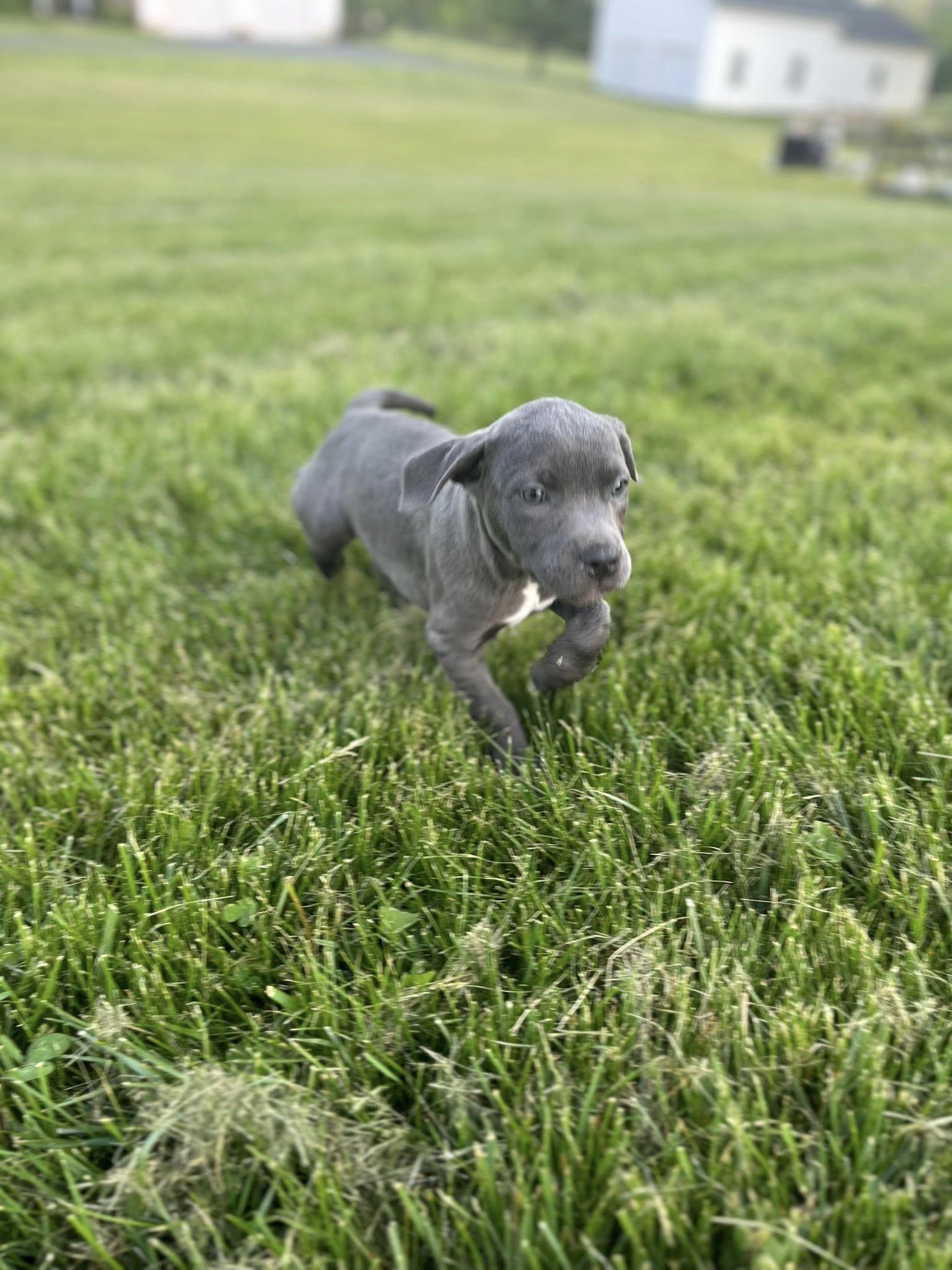 Enlarge Bank Shot, an adopted mixed breed in Jarrettsville, MD image 2/4