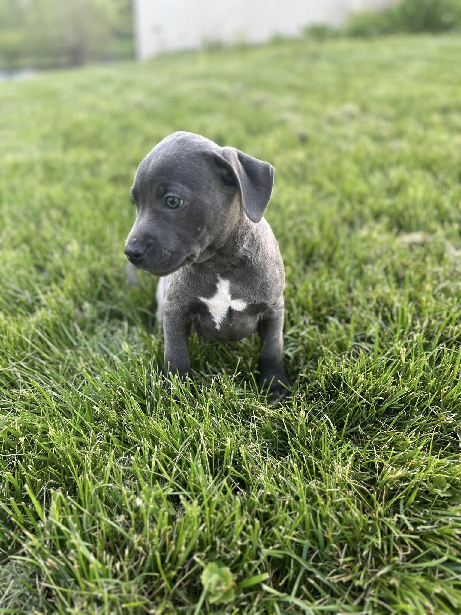 Enlarge Bank Shot, an adopted mixed breed in Jarrettsville, MD image 4/4
