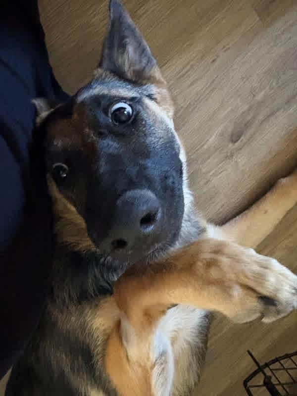 Enlarge Plague (PW, Plaguee Wagee) , a hold German Shepherd Dog in Puyallup, WA image 1/2