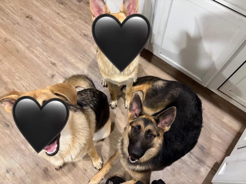 Enlarge Plague (PW, Plaguee Wagee) , a hold German Shepherd Dog in Puyallup, WA image 2/2