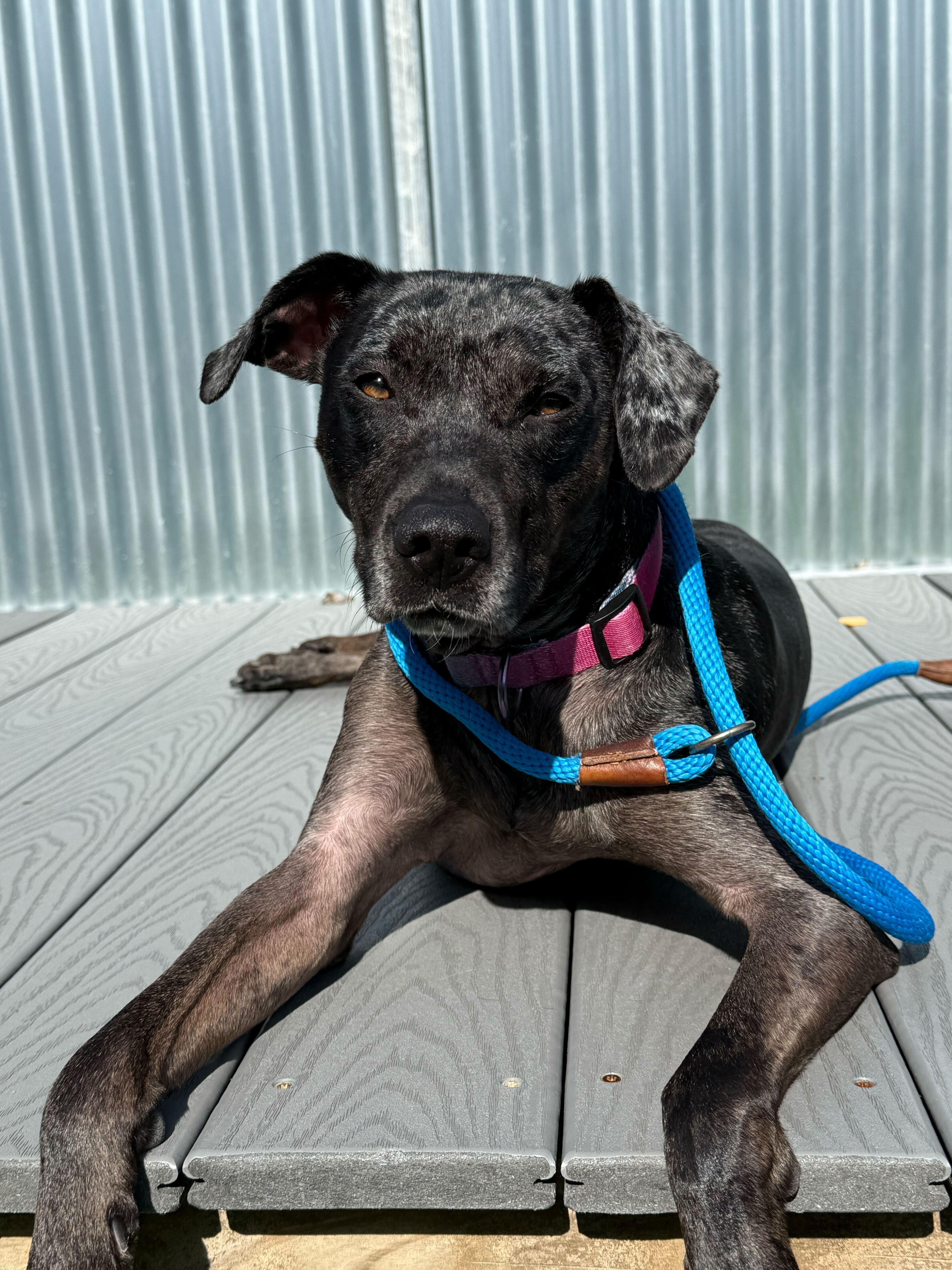 Enlarge Shayla, a ADOPTABLE mixed breed in Queenstown, MD image 1/4