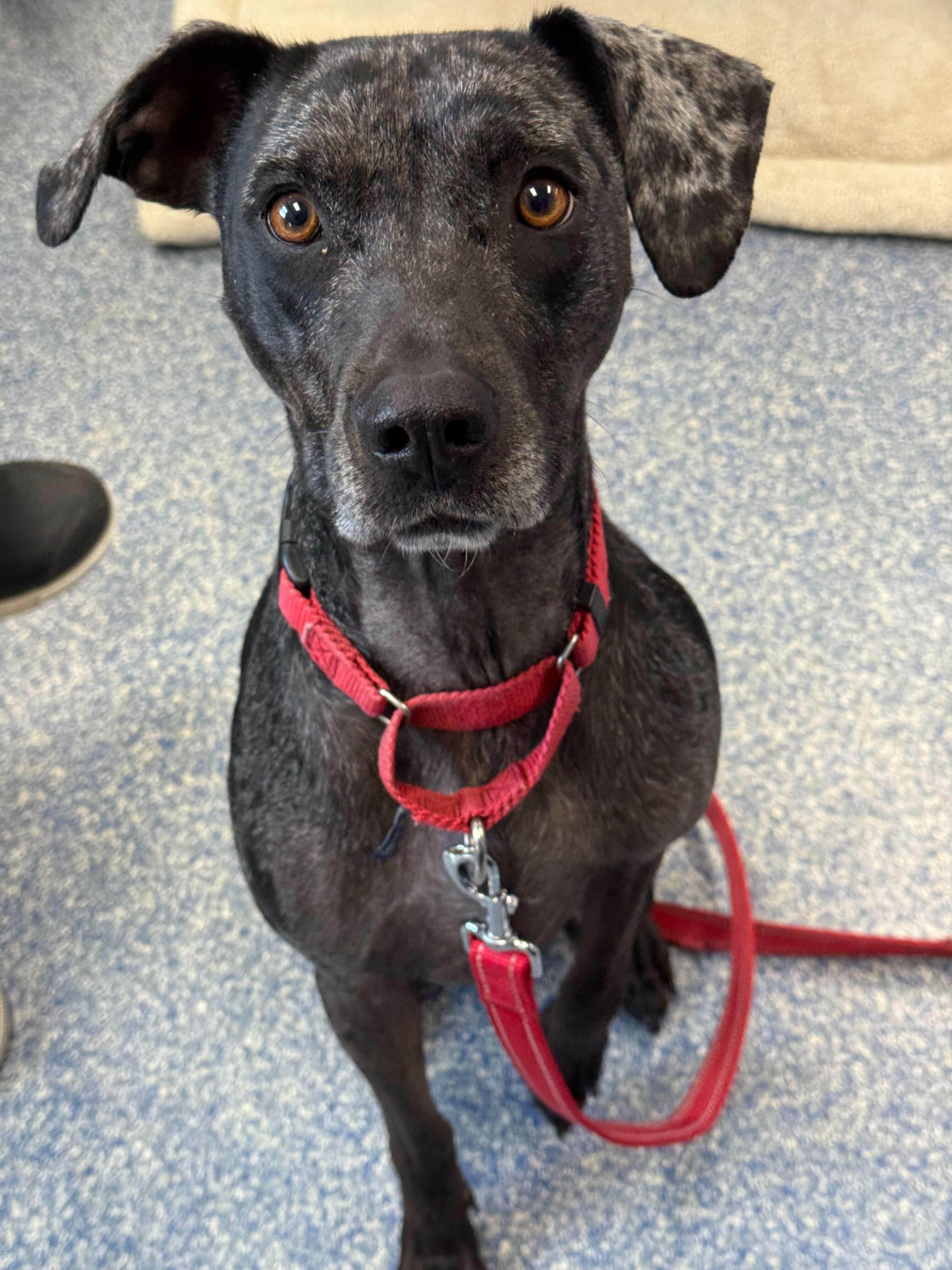 Enlarge Shayla, a ADOPTABLE mixed breed in Queenstown, MD image 2/4