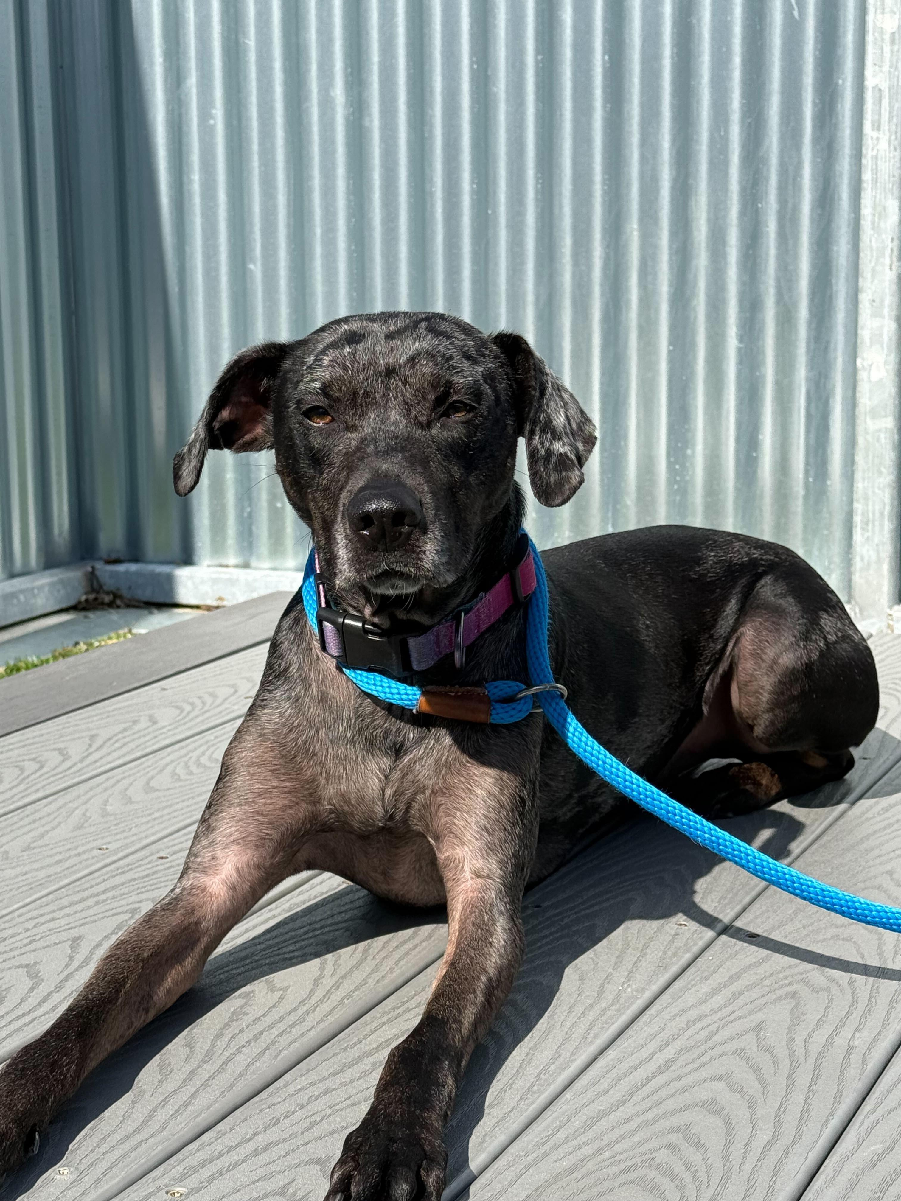 Enlarge Shayla, a ADOPTABLE mixed breed in Queenstown, MD image 3/4