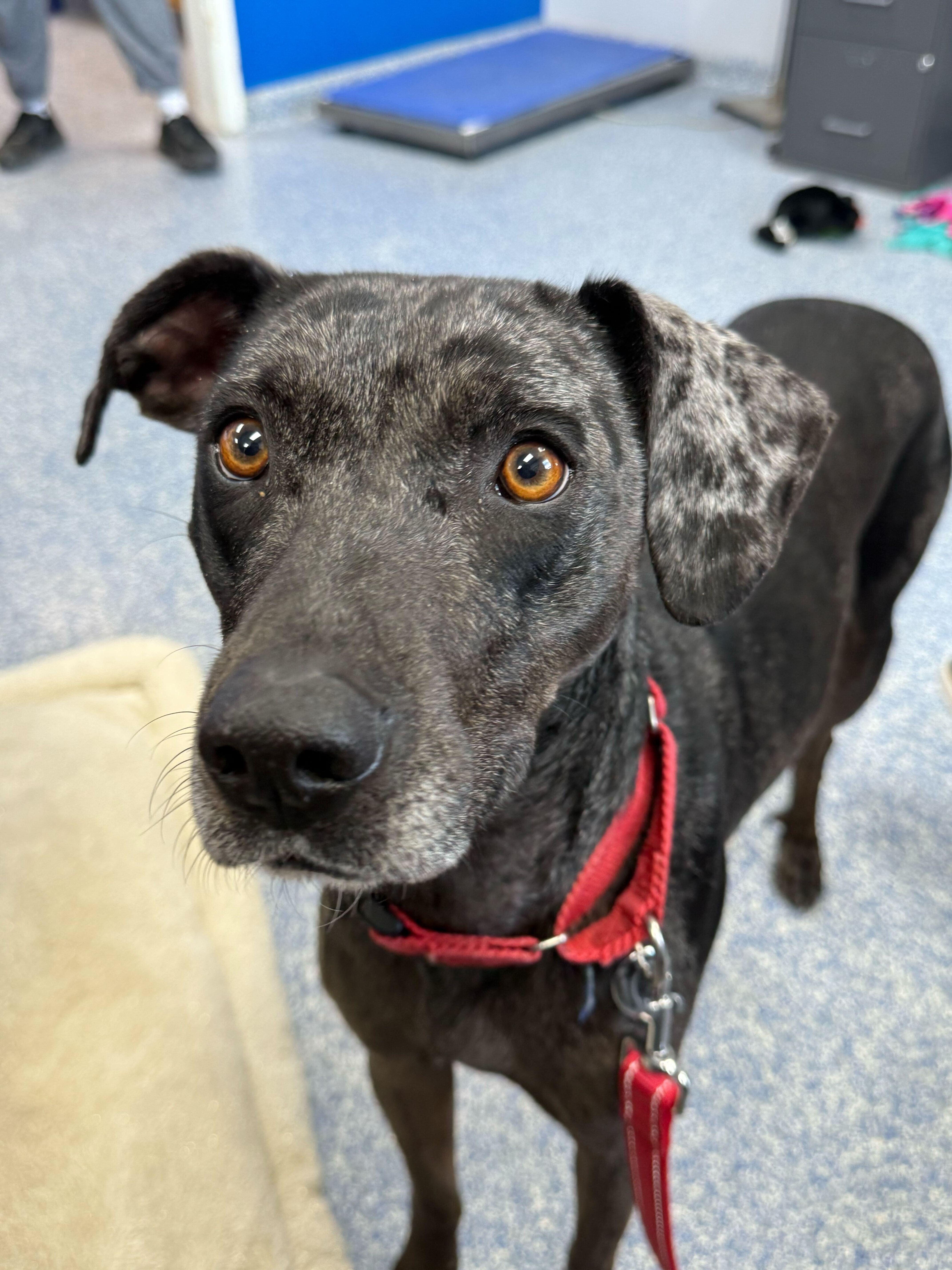 Enlarge Shayla, a ADOPTABLE mixed breed in Queenstown, MD image 4/4