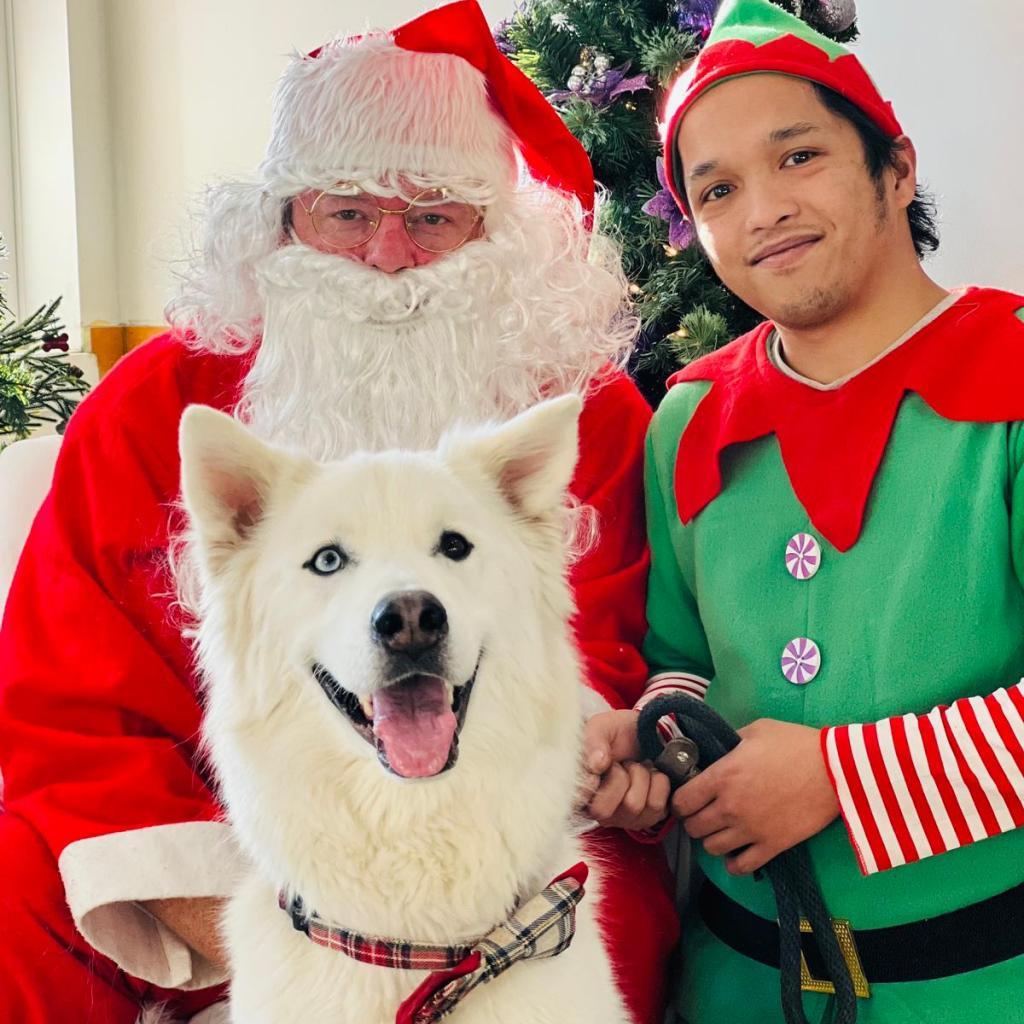 Steve, a Adoptable mixed breed in Lions Bay, BC image 5/6