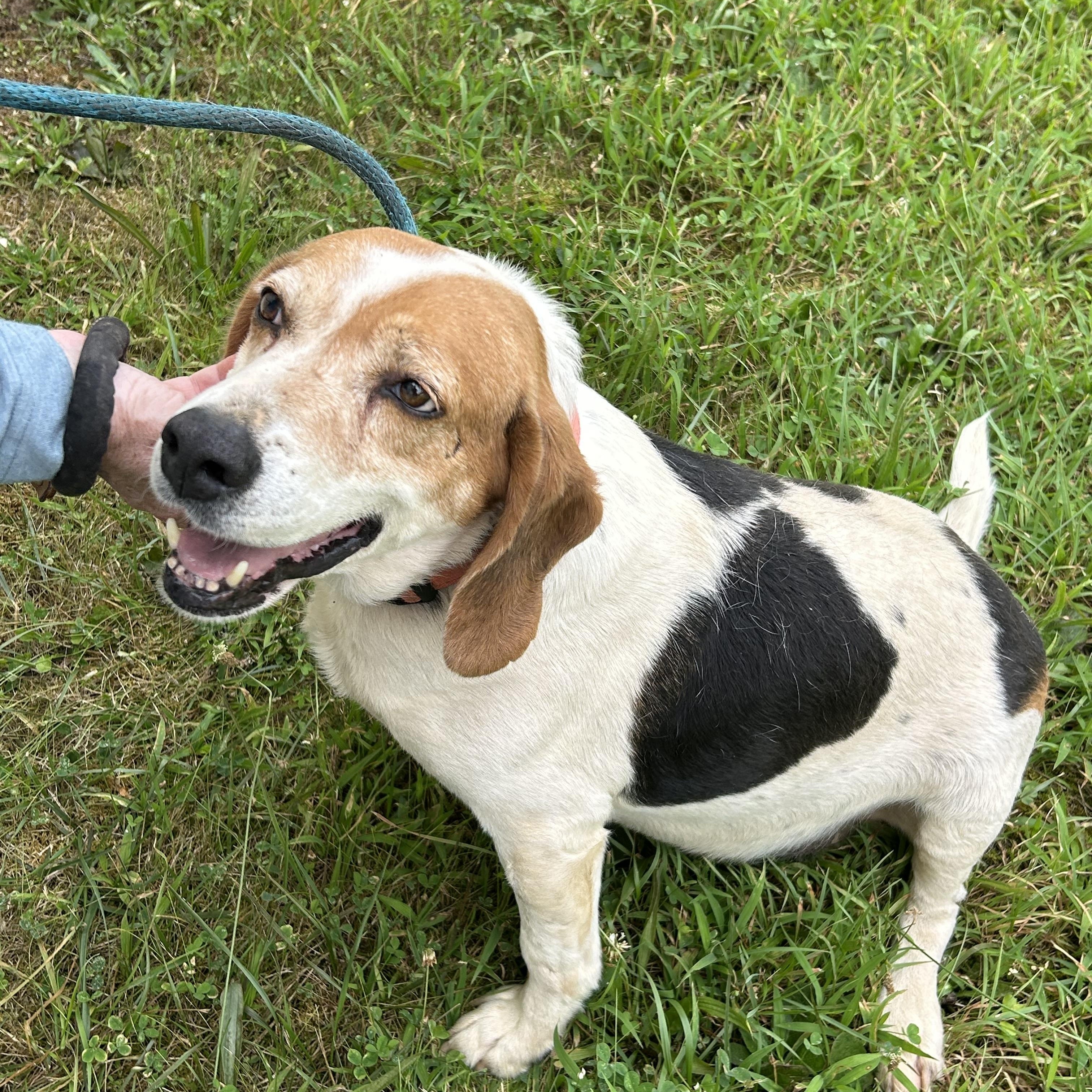 Clay, a ADOPTABLE mixed breed in Charles City, VA image 2/5