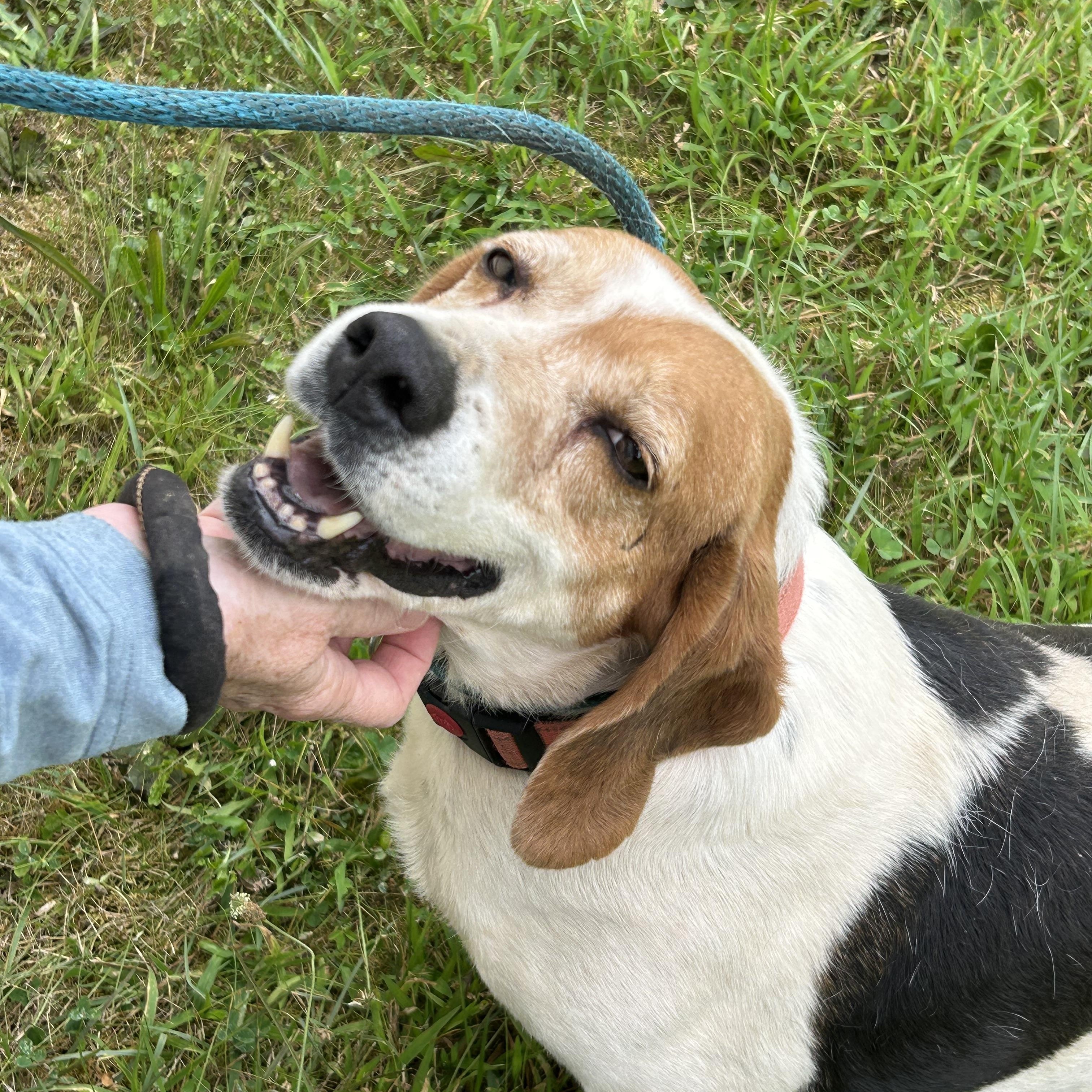 Clay, a ADOPTABLE mixed breed in Charles City, VA image 4/5