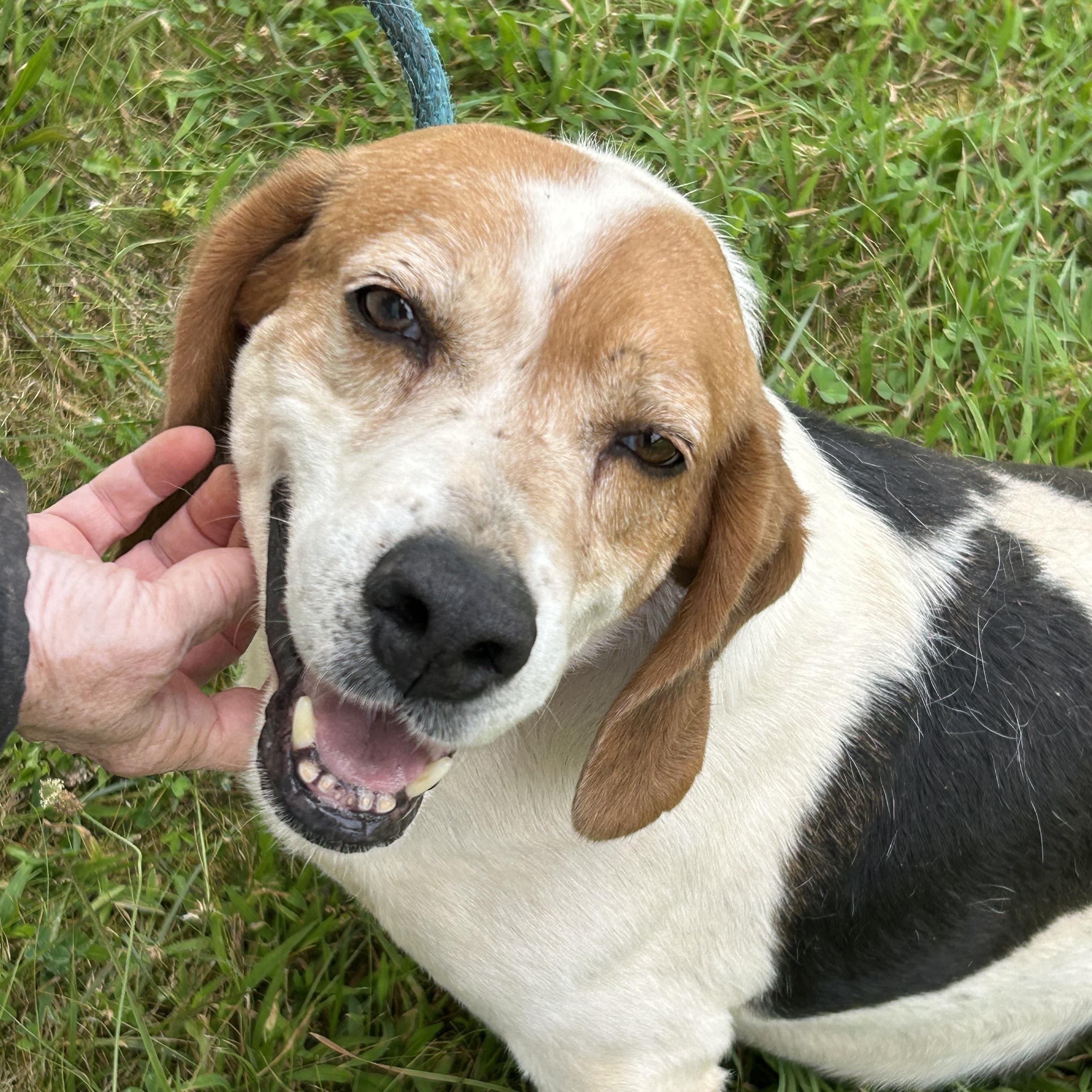 Clay, a ADOPTABLE mixed breed in Charles City, VA image 3/5