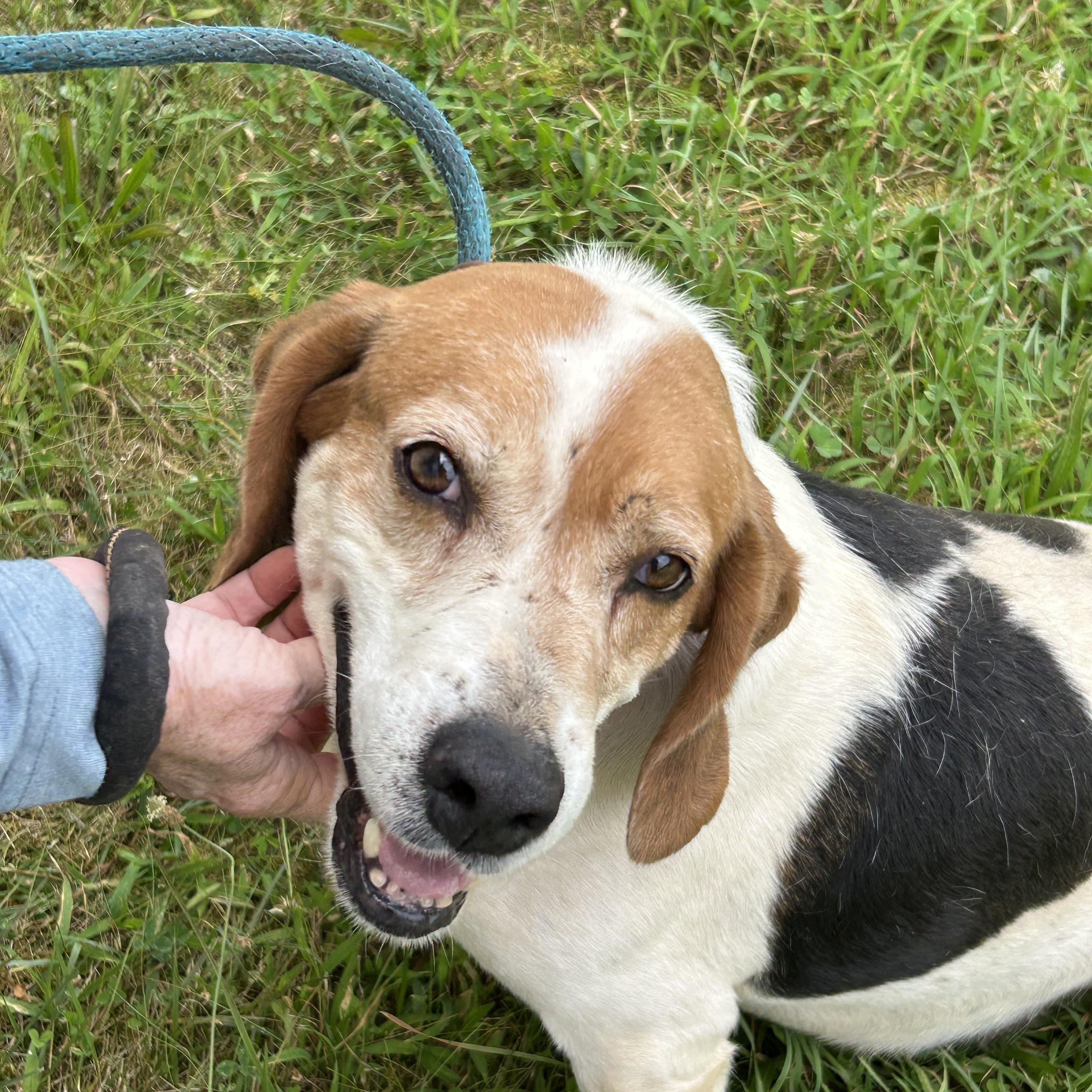 Clay, ADOPTABLE, Senior Male Hound & Beagle.