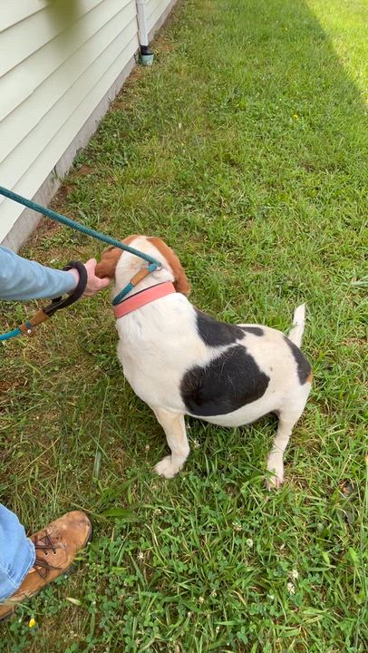 Enlarge Clay, a ADOPTABLE mixed breed in Charles City, VA video 5/5