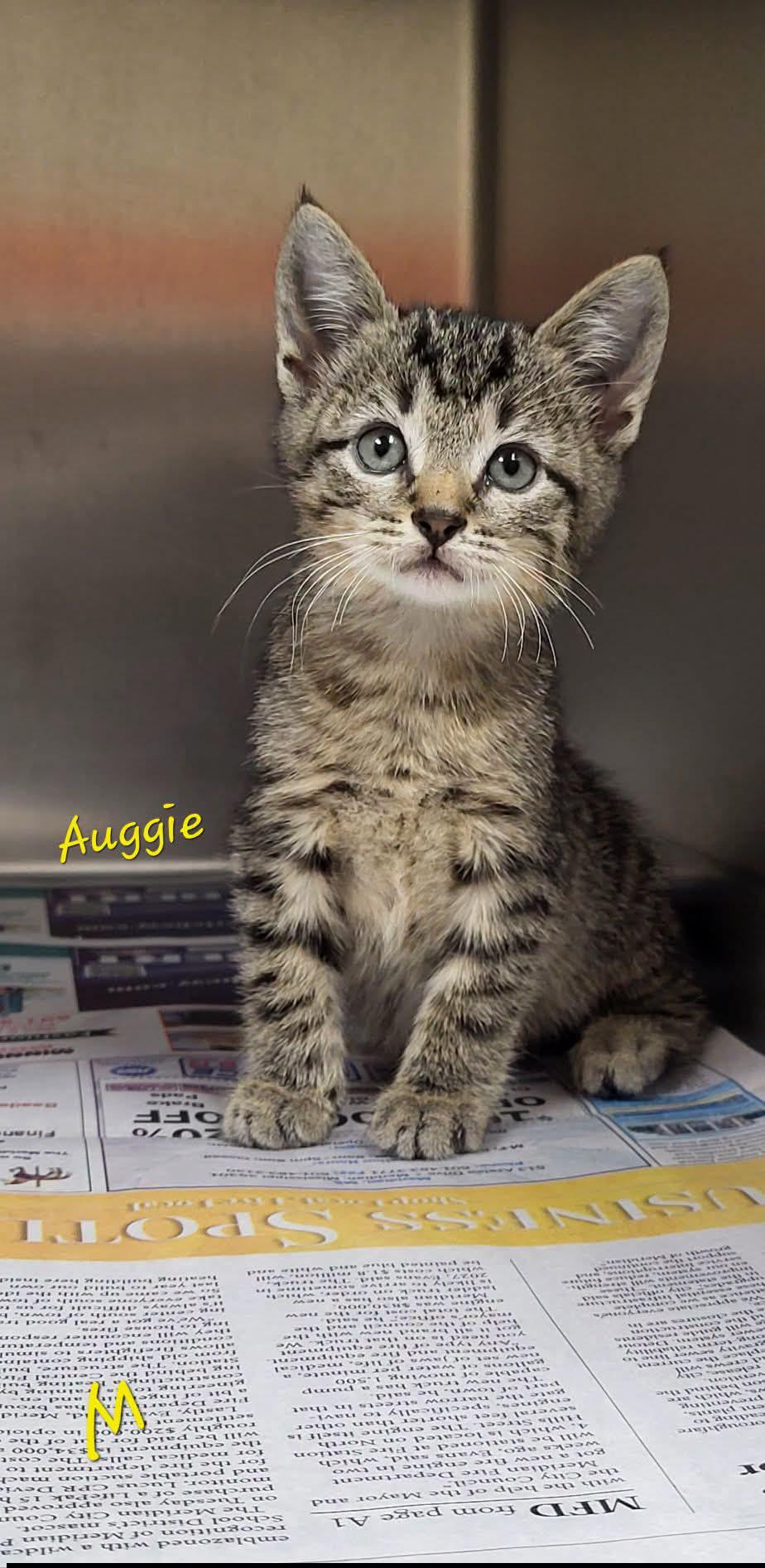 Enlarge Auggie, a ADOPTABLE Domestic Short Hair in Marion, MS image 1/1