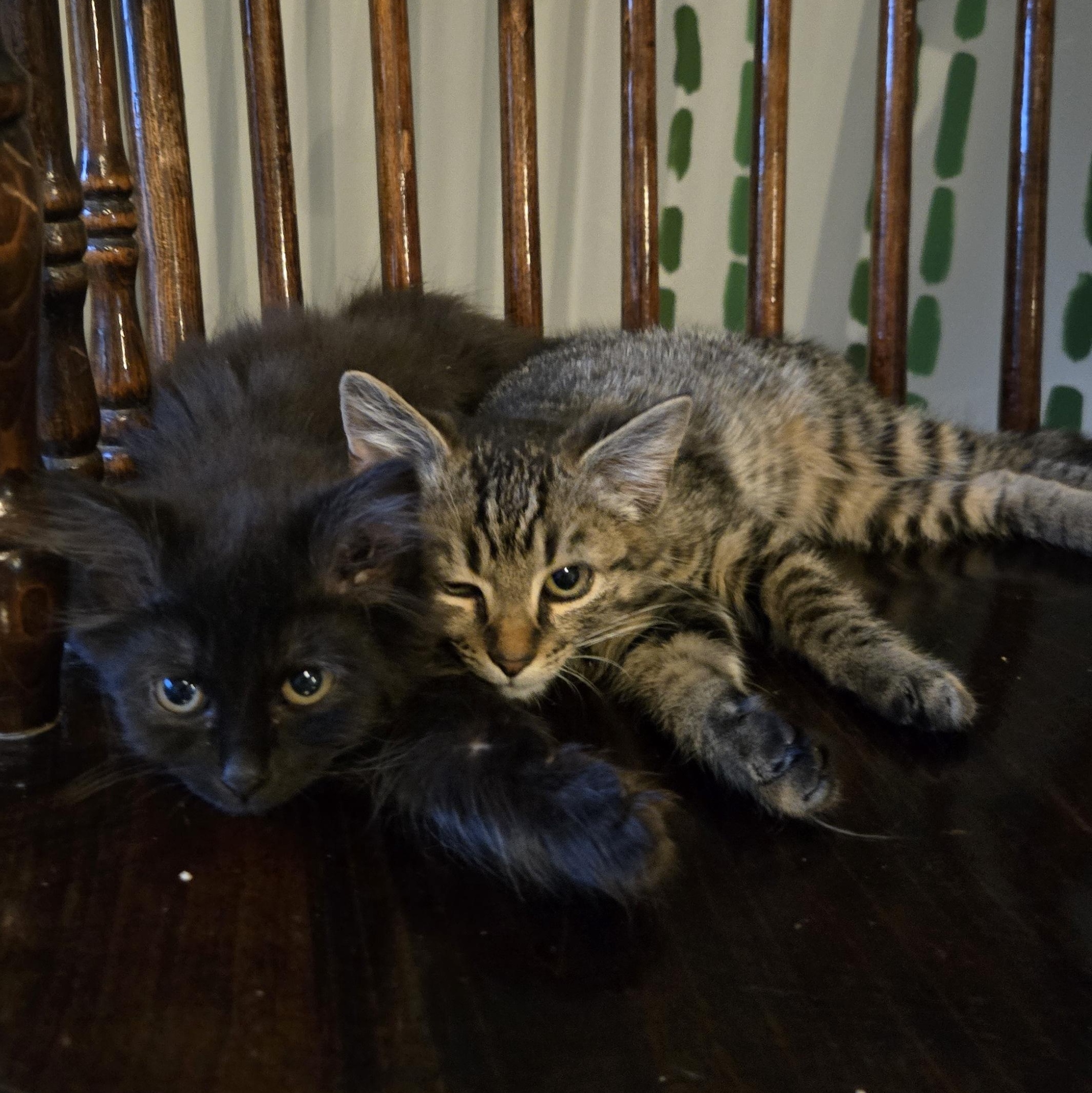 Mork & Mindy, a Adoptable mixed breed in Hyattsville, MD image 3/6