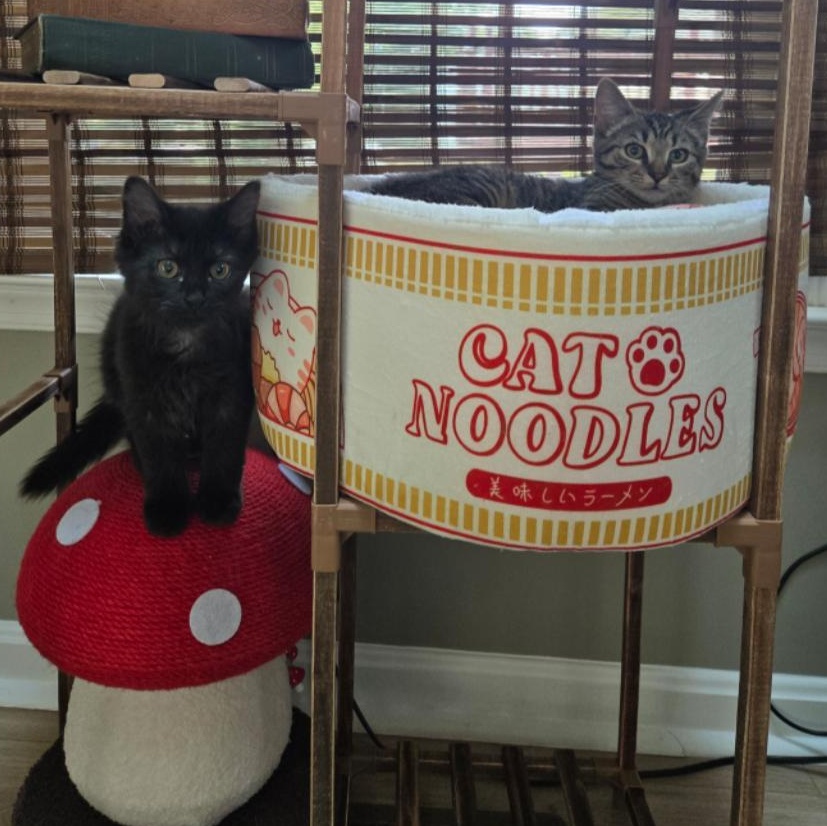 Mork & Mindy, a Adoptable mixed breed in Hyattsville, MD image 4/6