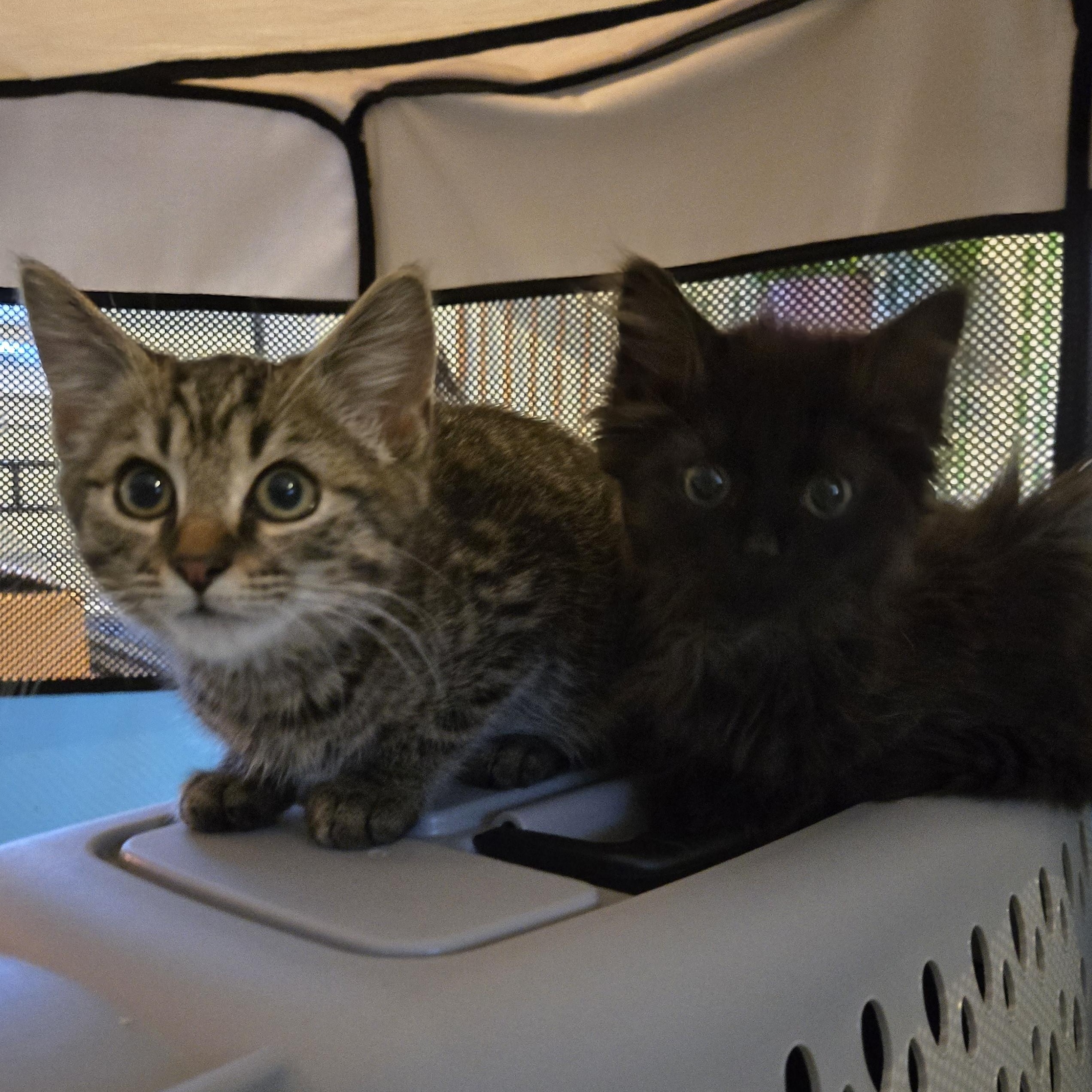 Mork & Mindy, Adoptable, Kitten Male Domestic Medium Hair & Tabby.