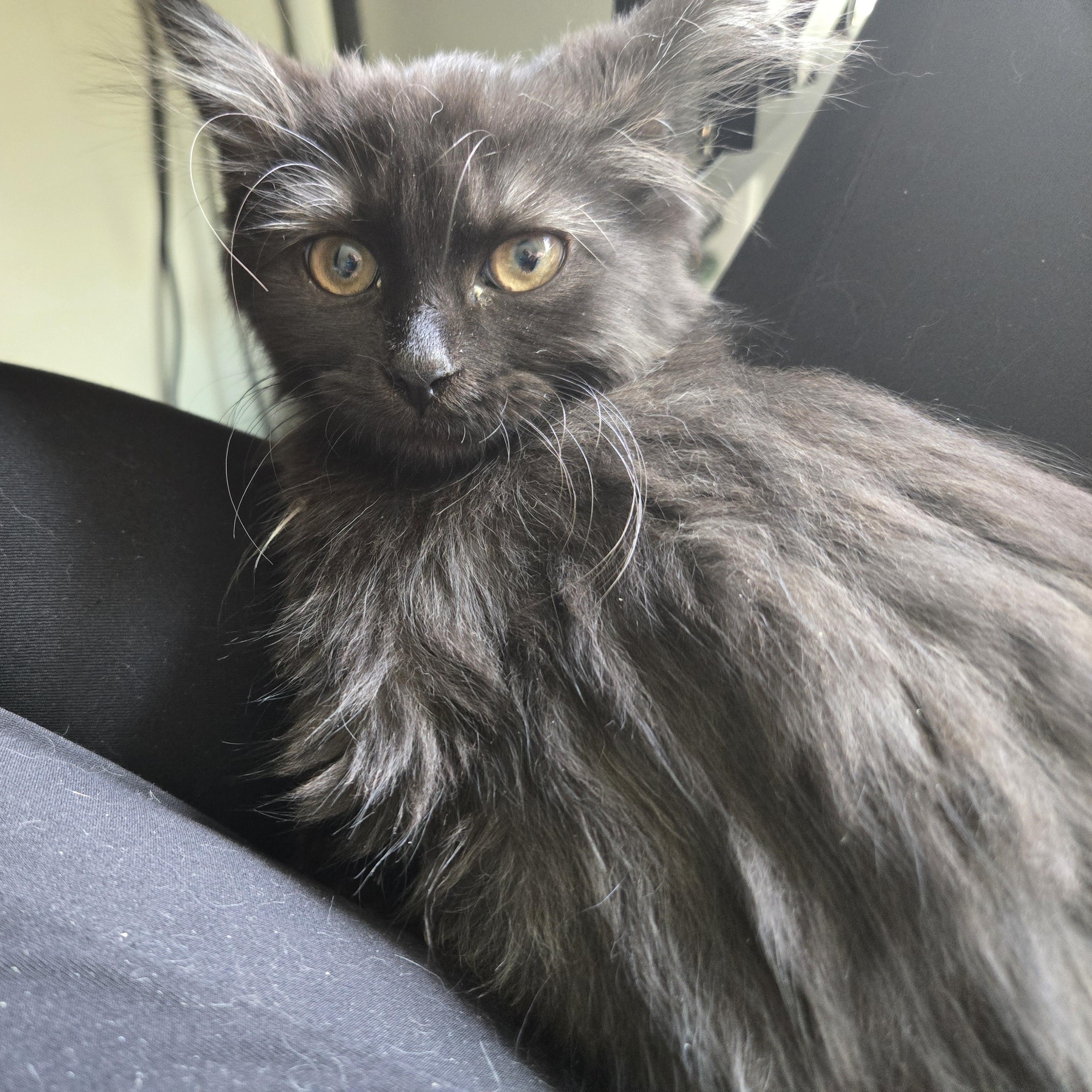 Mork & Mindy, a Adoptable mixed breed in Hyattsville, MD image 5/6