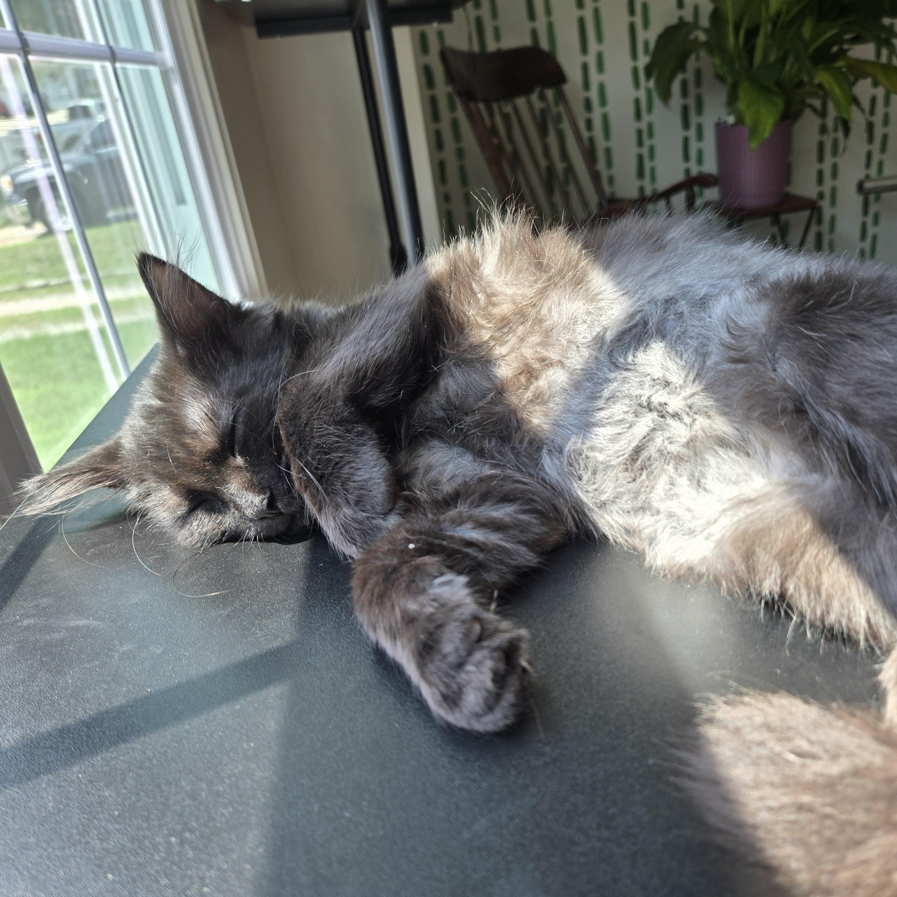Enlarge Mork & Mindy, a Adoptable mixed breed in Hyattsville, MD image 2/6