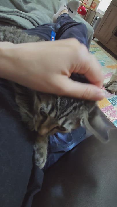 Enlarge Mork & Mindy, a Adoptable mixed breed in Hyattsville, MD video 4/6