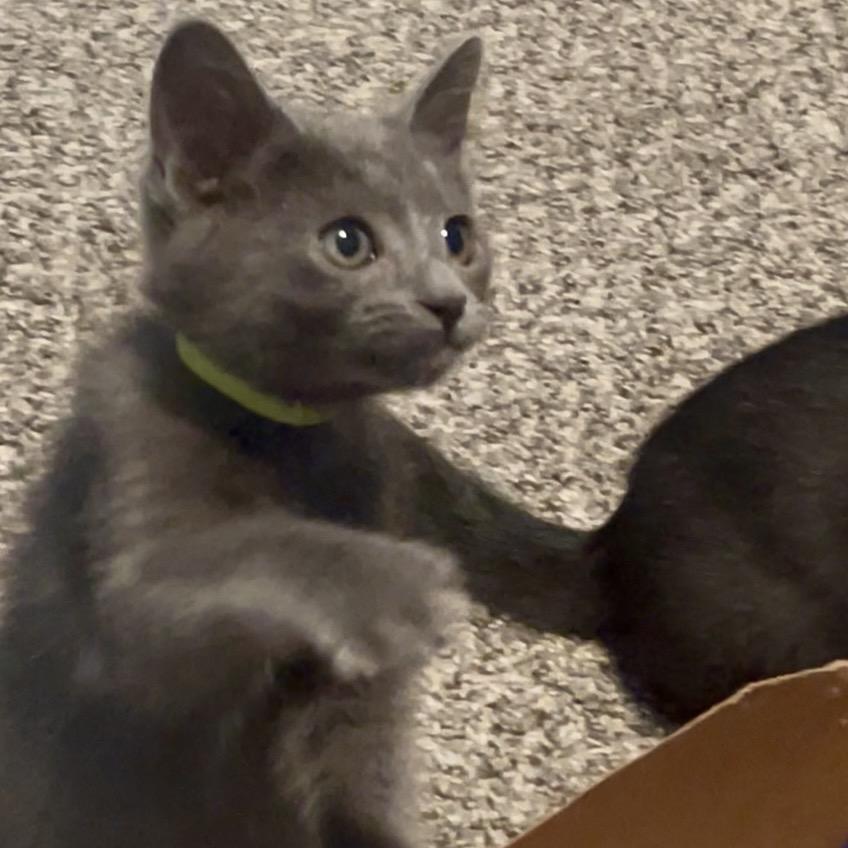 Frappe, Adoptable, Kitten Male Domestic Short Hair.