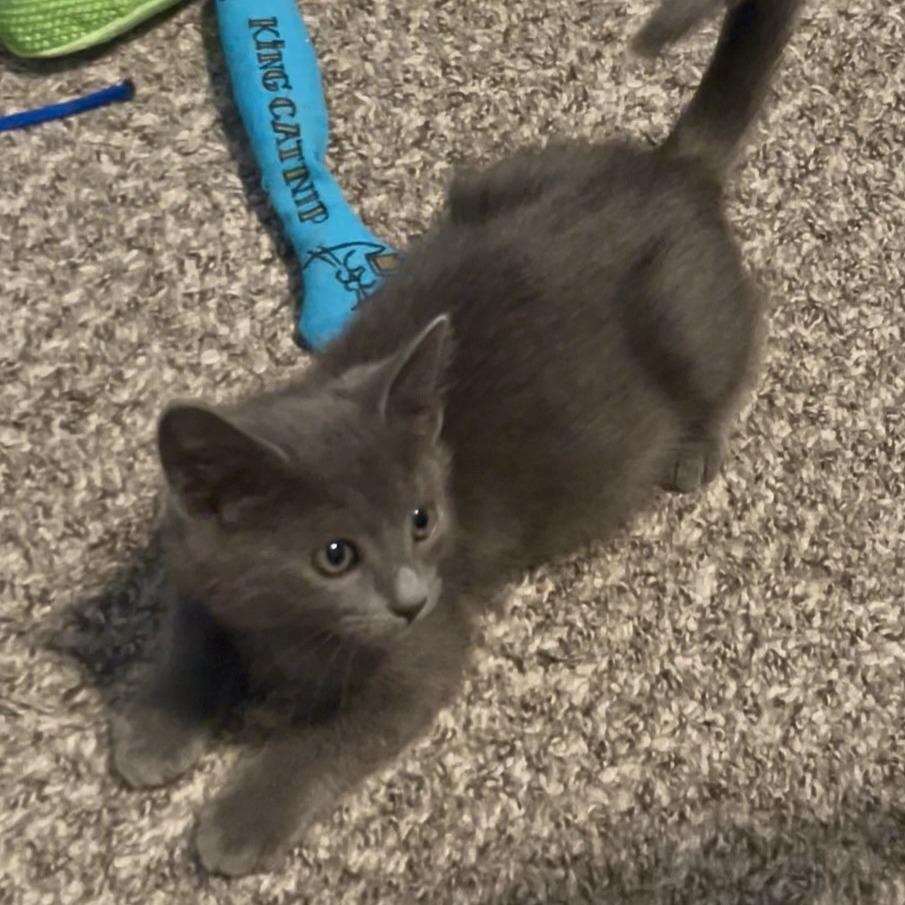 Frappe, a Adoptable Domestic Short Hair in Keizer, OR image 2/2