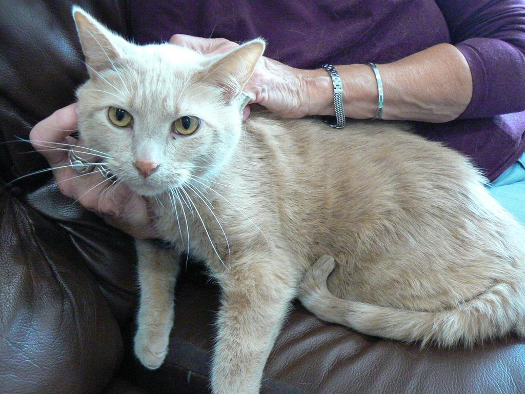 Enlarge Franklin, a Adoptable mixed breed in Grand Rapids, MN image 2/6