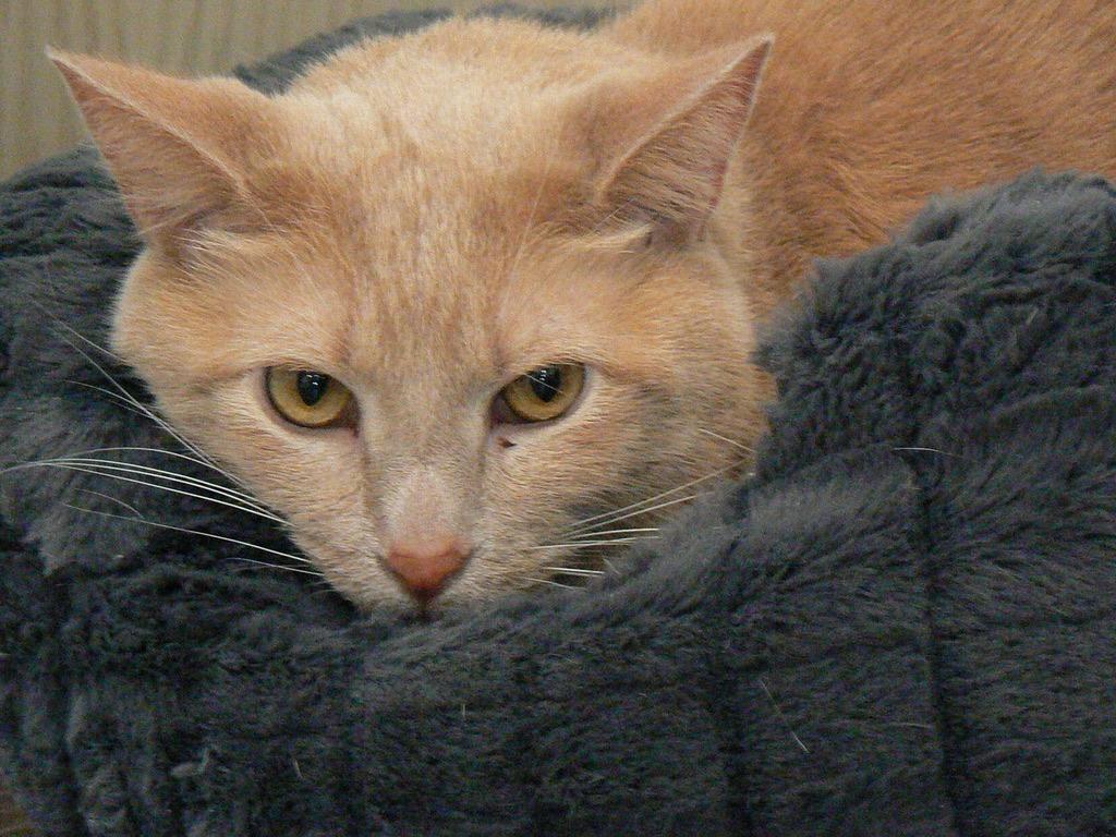 Enlarge Franklin, a Adoptable mixed breed in Grand Rapids, MN image 4/6