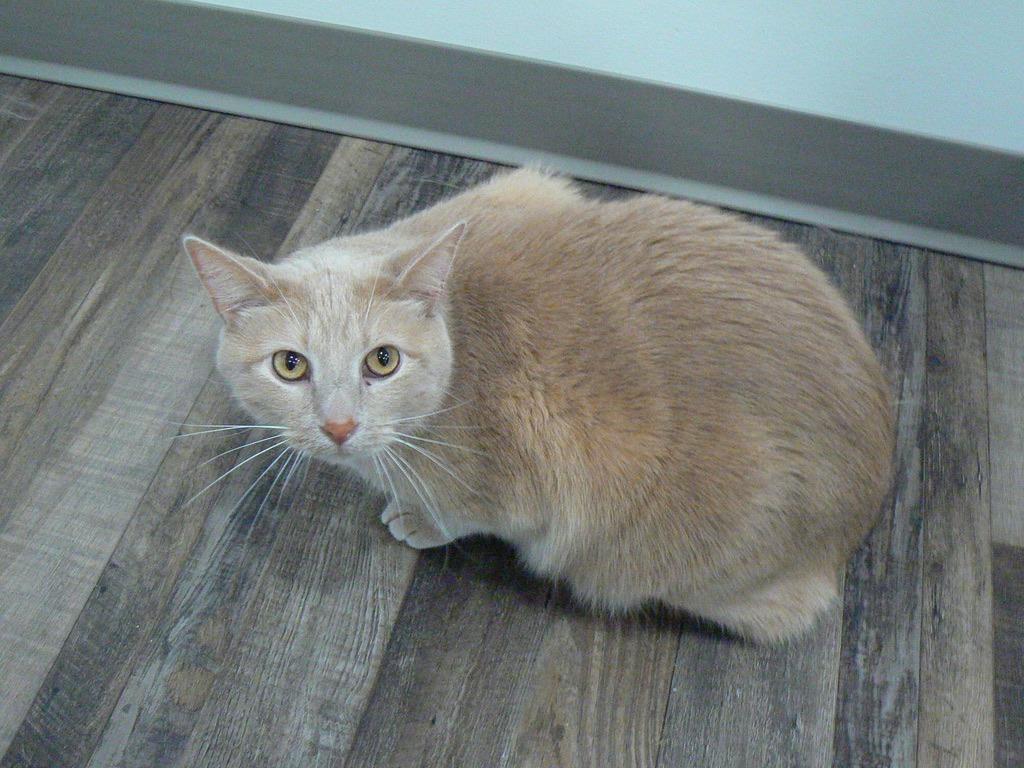 Enlarge Franklin, a Adoptable mixed breed in Grand Rapids, MN image 5/6