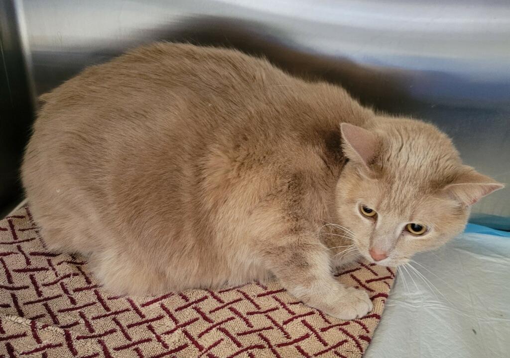 Enlarge Franklin, a Adoptable mixed breed in Grand Rapids, MN image 1/1