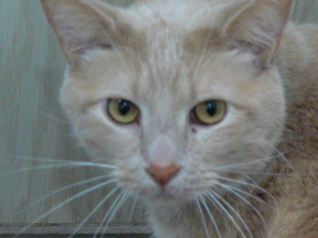 Enlarge Franklin, a Adoptable mixed breed in Grand Rapids, MN image 6/6