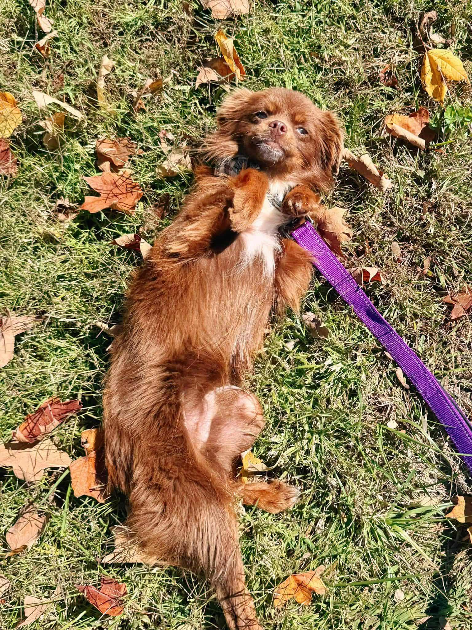 Kodi, a Adoptable mixed breed in Louisville, KY image 2/5