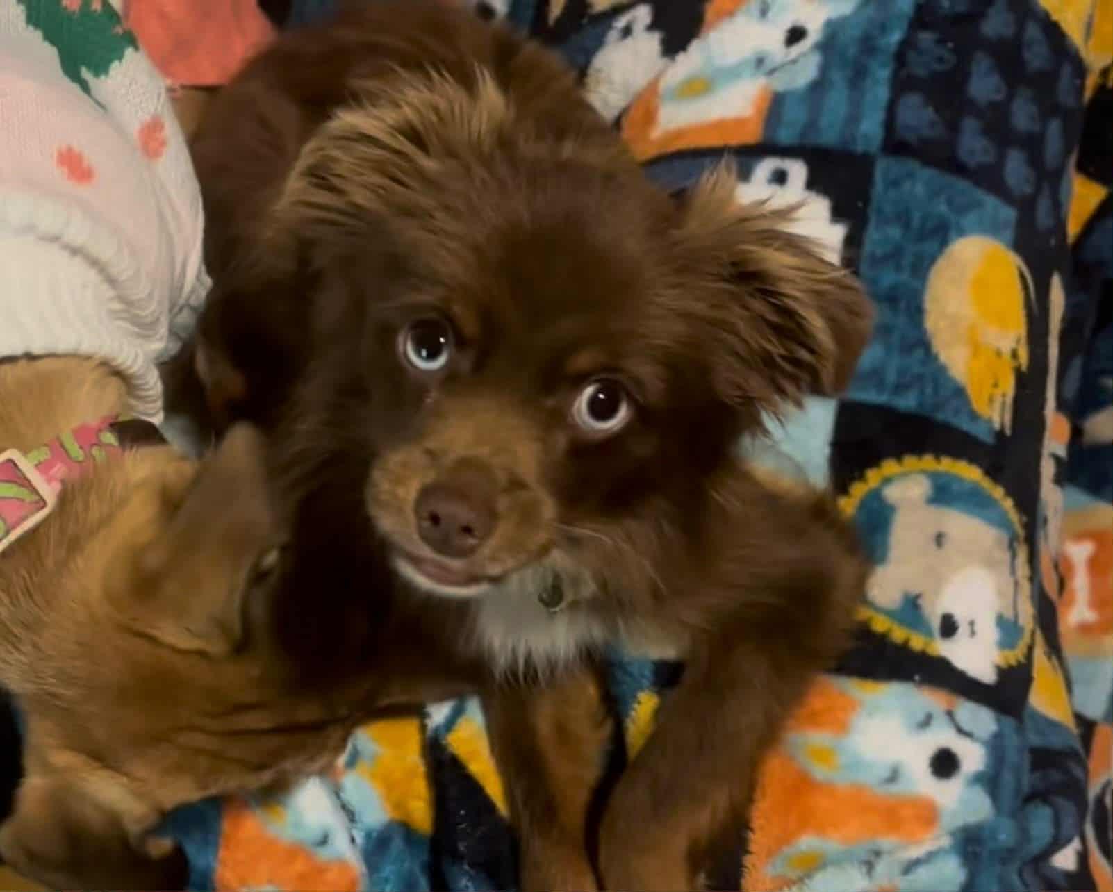 Kodi, a Adoptable mixed breed in Louisville, KY image 3/5