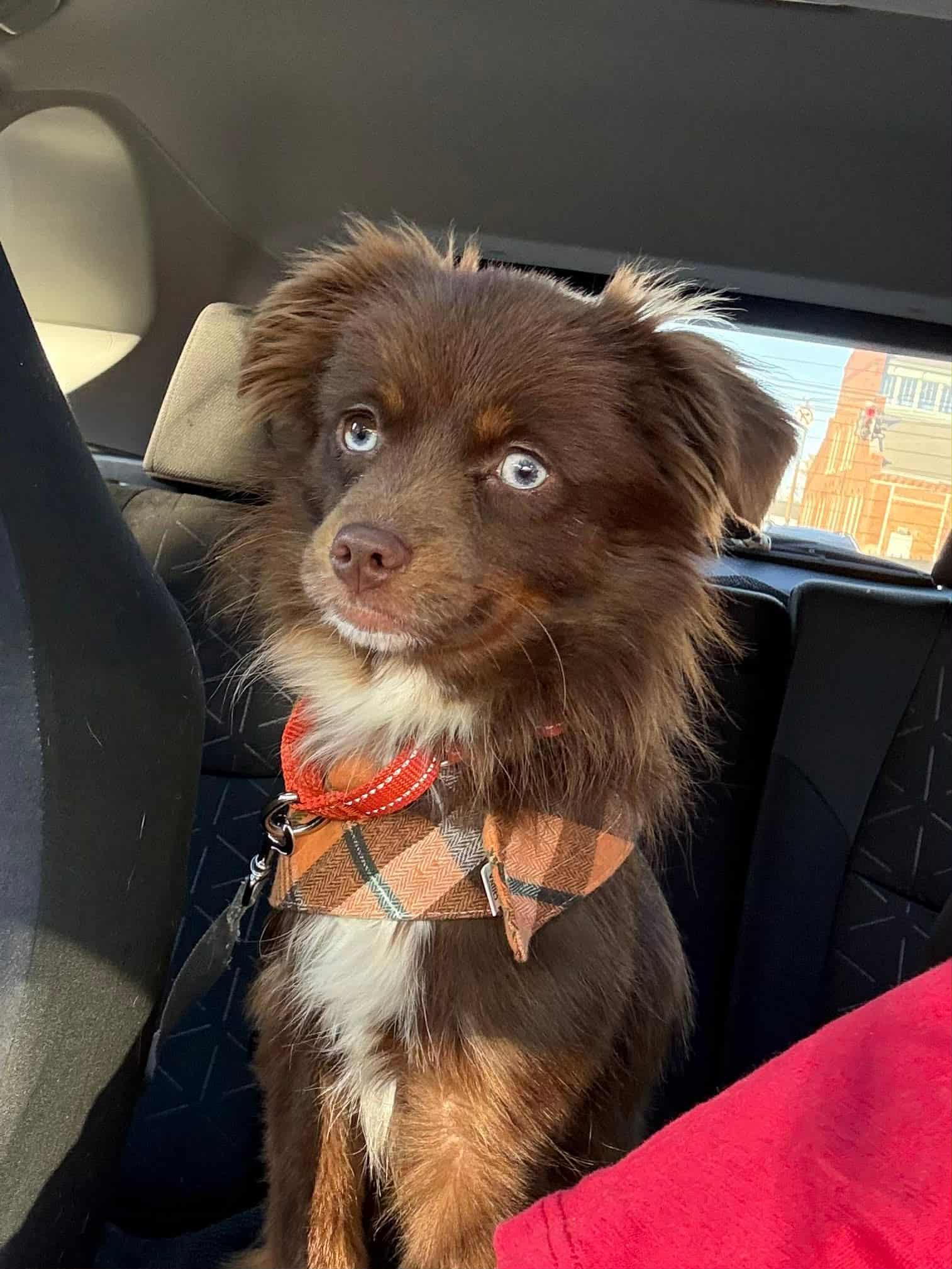 Kodi, a Adoptable mixed breed in Louisville, KY image 4/5