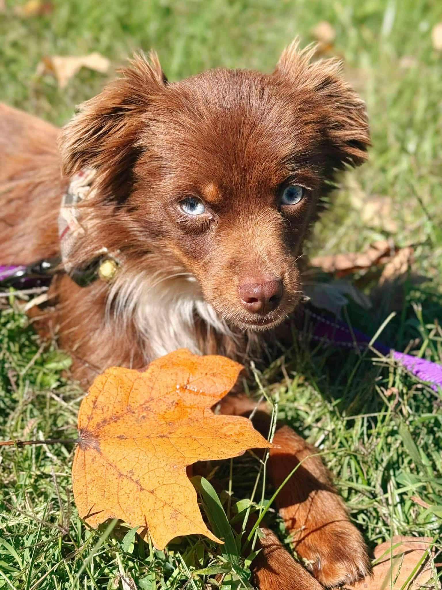 Kodi, a Adoptable mixed breed in Louisville, KY image 5/5
