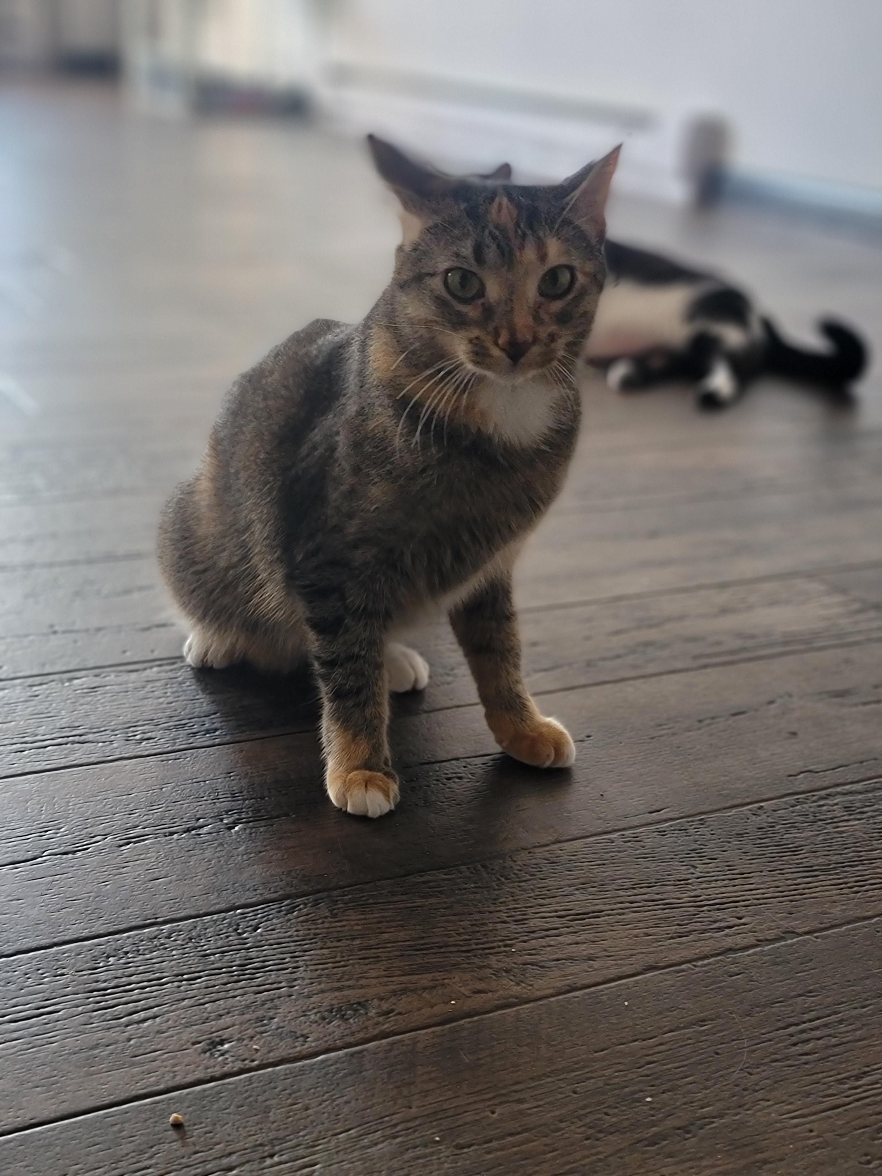 Enlarge Minnie, a ADOPTABLE Domestic Short Hair in Fertile, MN image 1/1